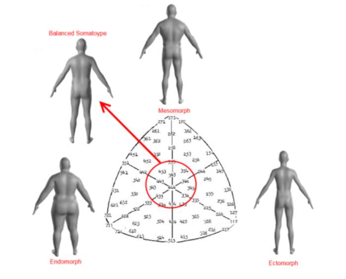 Somatotype Chart