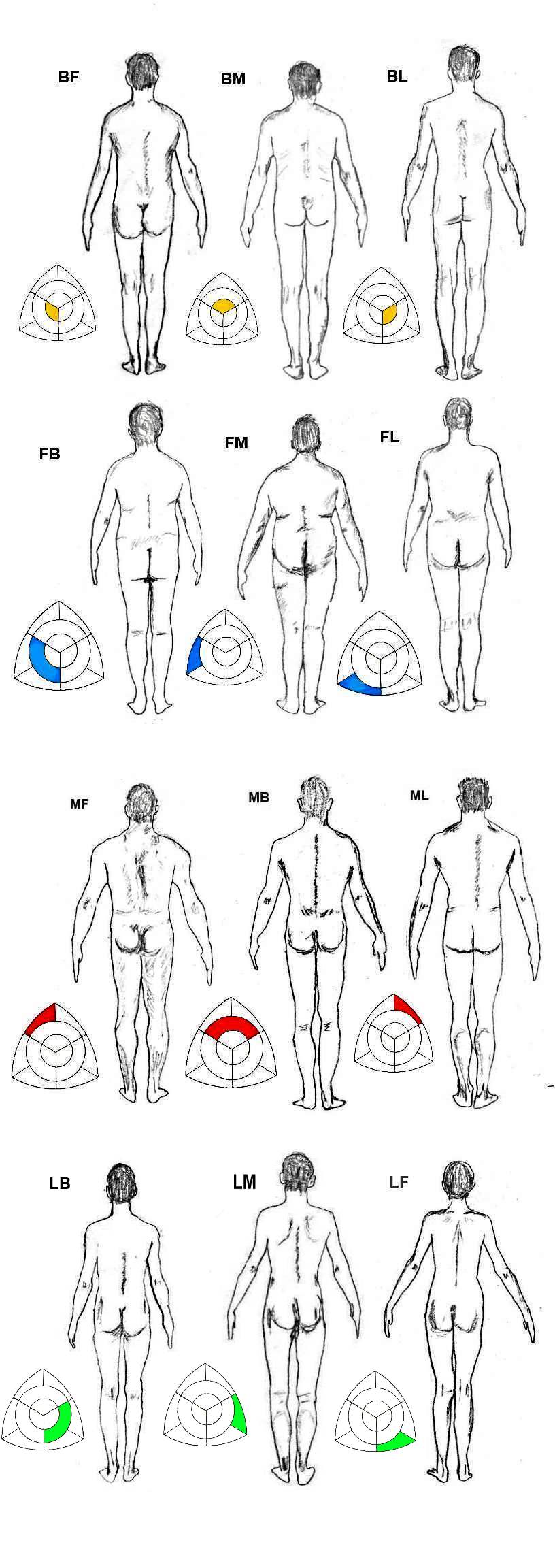 Different Body Types Chart