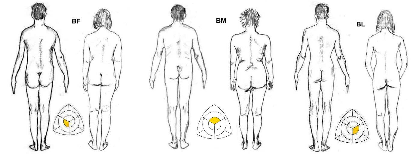 Body Type Measurements Chart