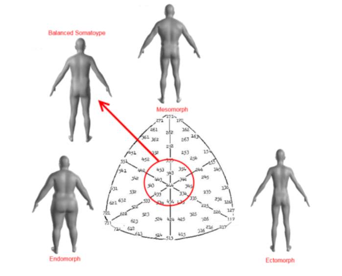Four Basic Body-Type Dimensions