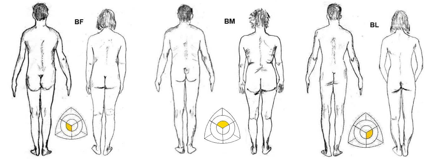 https://www.mysomatotype.com/body-type/wp-content/uploads/2017/09/Balanced-Male-Female-Comparison.jpg